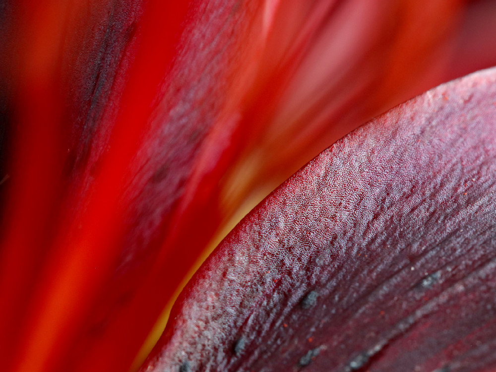 Burgundy Lily, shop photos / Susan Rangitsch Photography