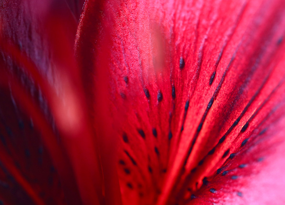 Lily, red passion; shop stunning photos / Susan Rangitsch Photo