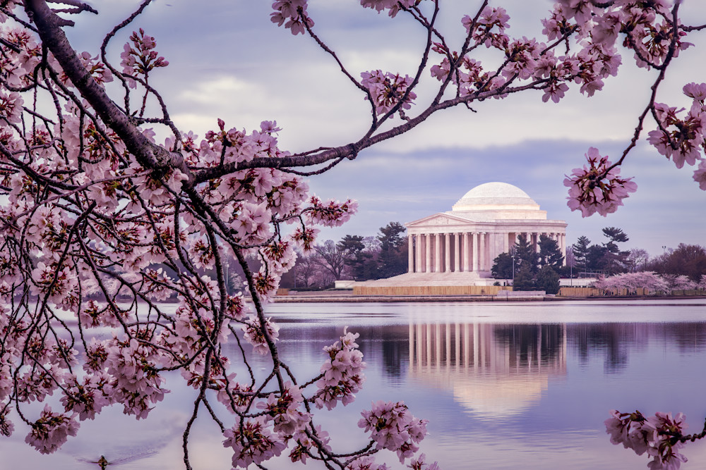 Washington Dc Cherry Blossoms Photography Art | John Dukes Photography LLC