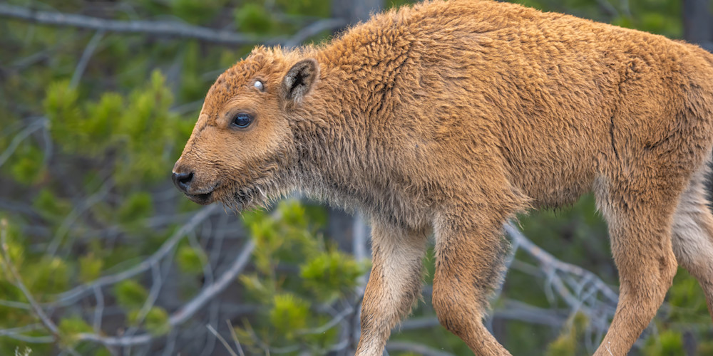 New Life   Yellowstone National Park, Wyoming Photography Art | Byron Fichter Fotography