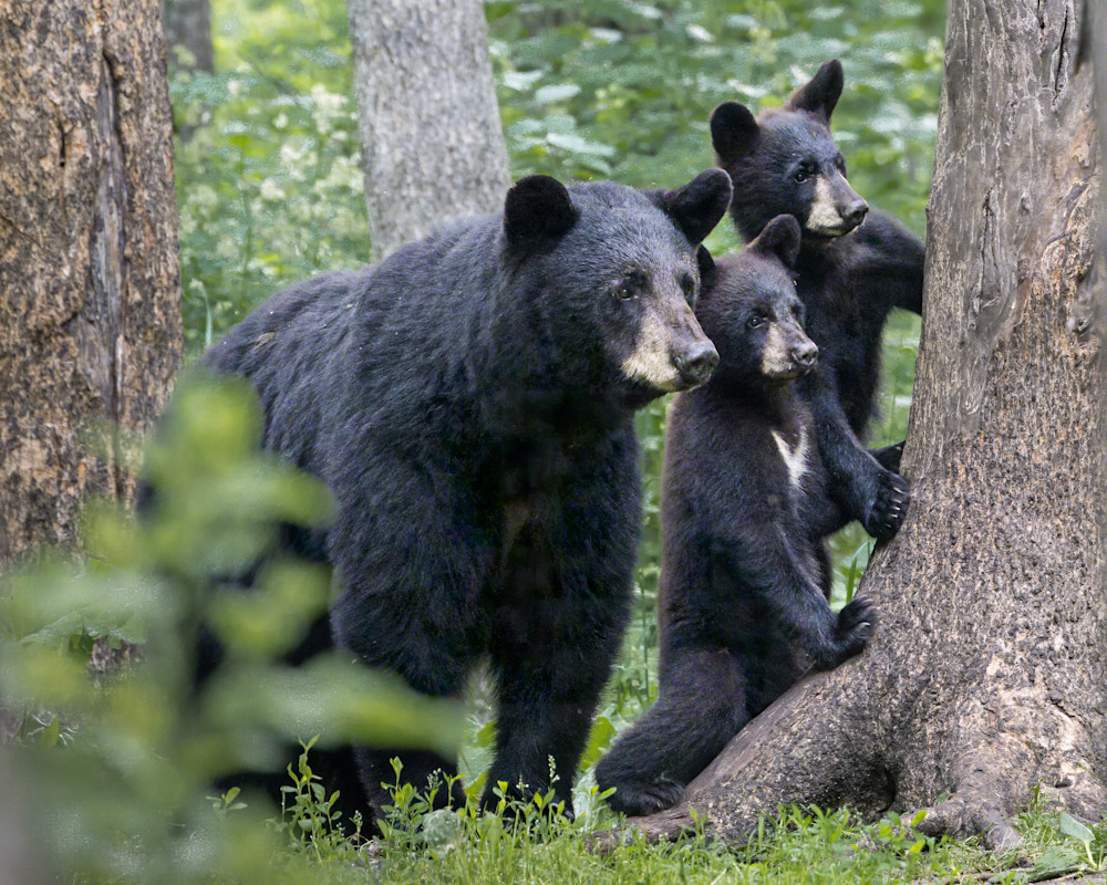 Black Bear Family on the Lookout