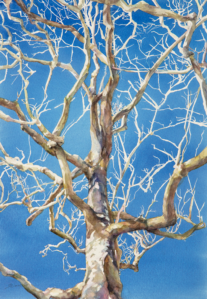 Ghost Tree Winter Sycamore  (2021) Art | betsynaumchik