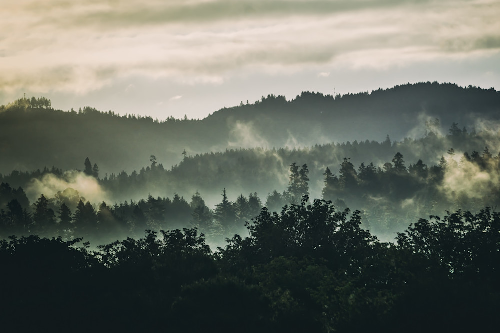 Foggy Morning