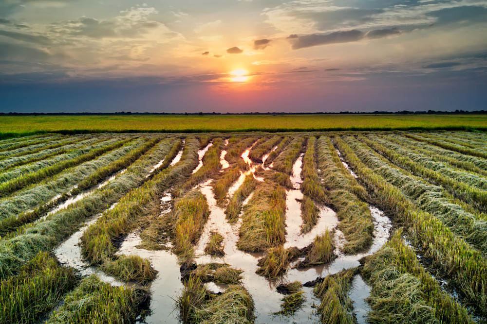 Phnom Krom Harvest