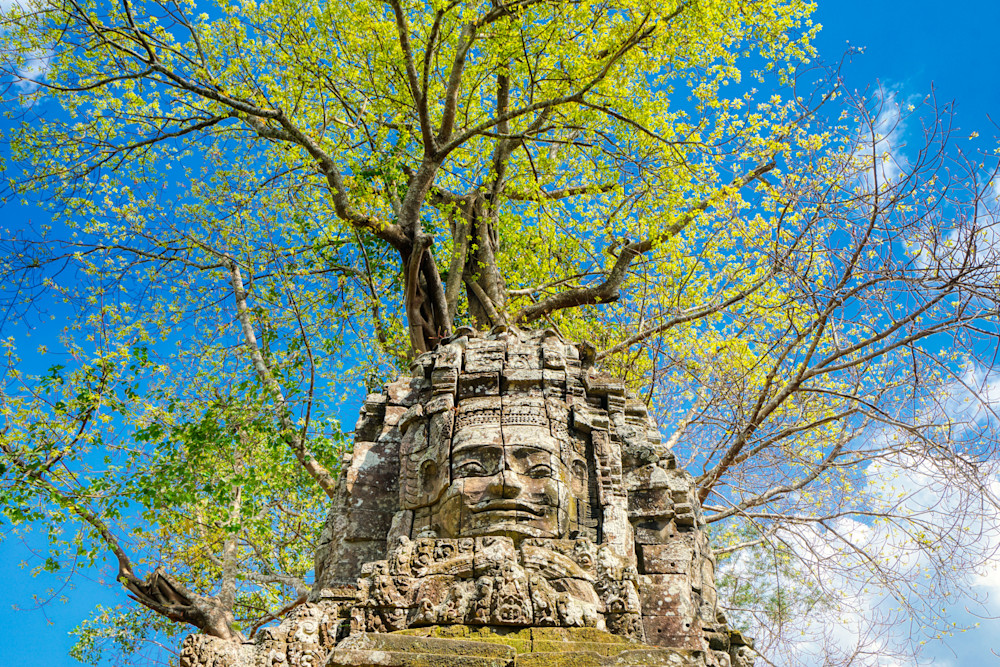 Tree At Ta Som
