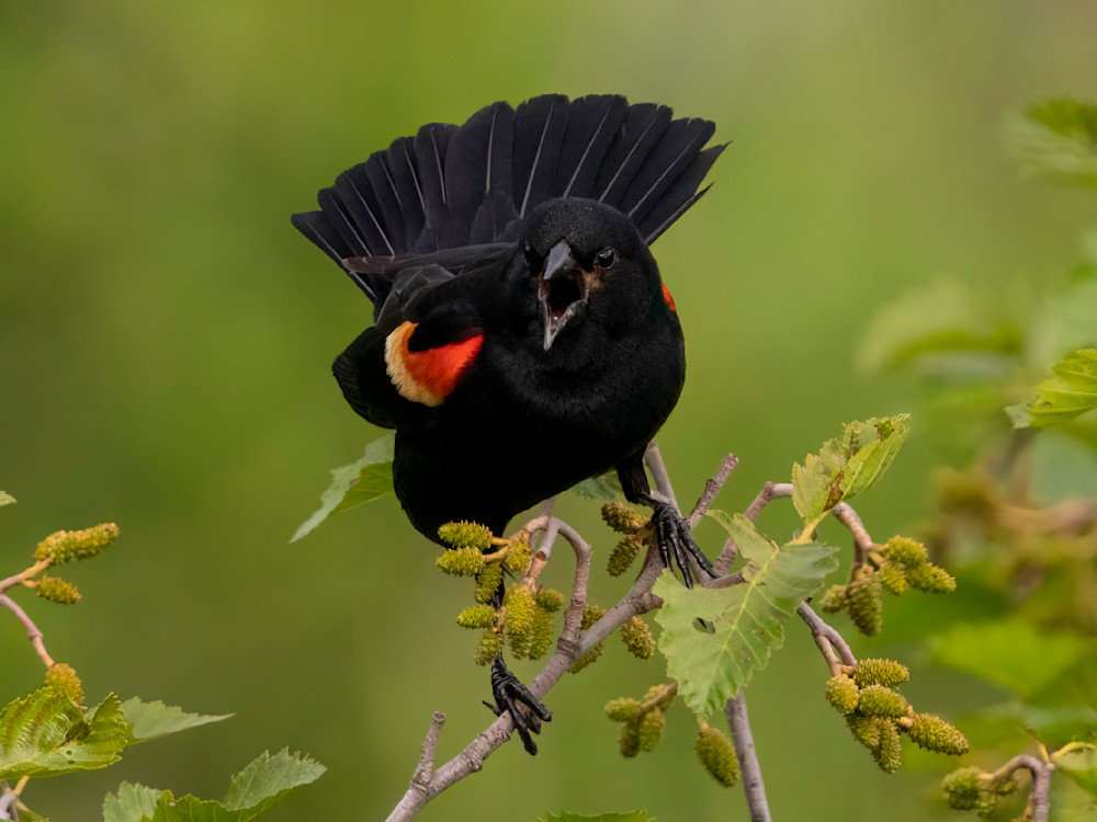 Red Winged Blackbird Photography Art | Dick Nagel Photography
