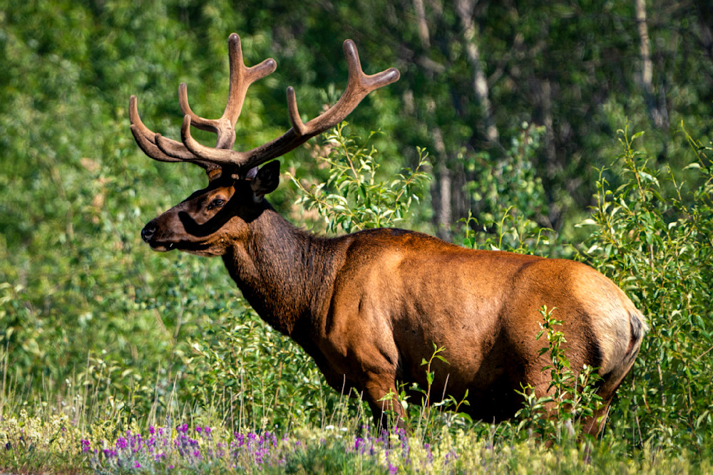 Bull Elk Photography Art | Dick Nagel Photography