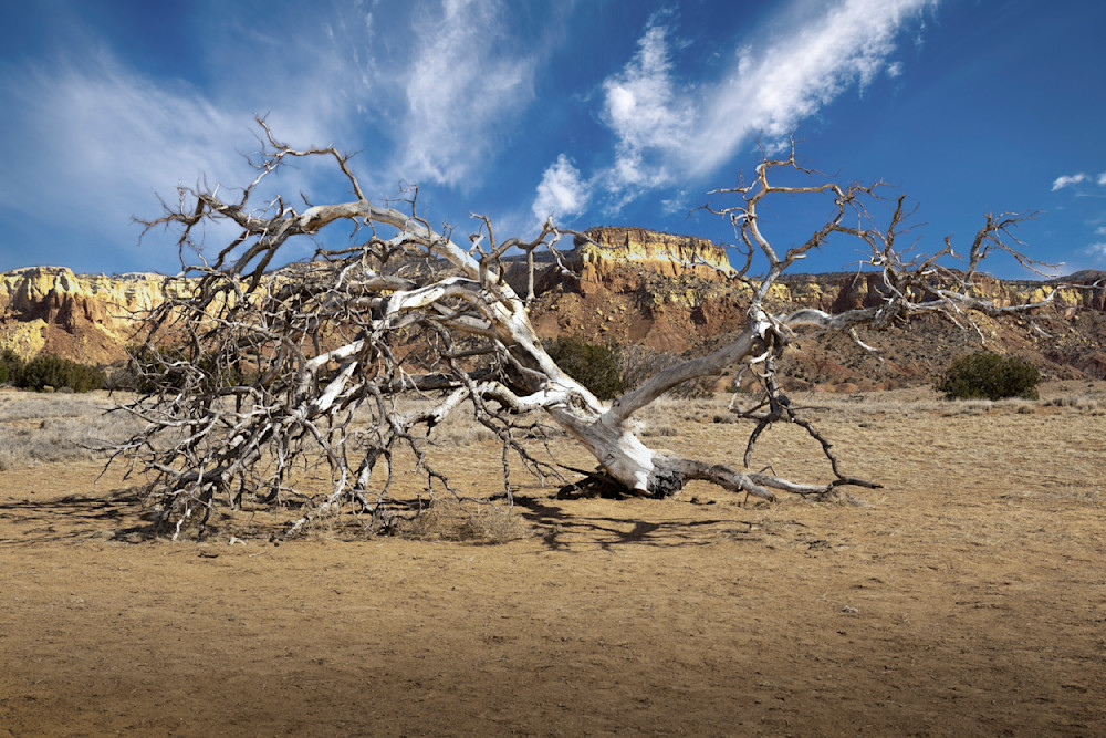 Ghost Ranch White Tree Photography Art | RobertRedstone