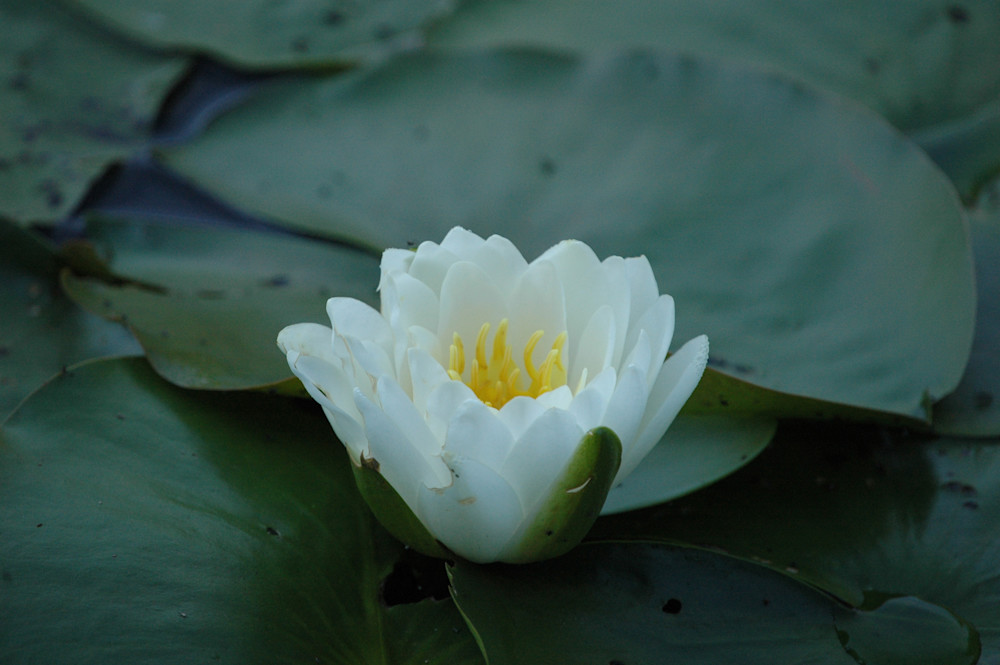 Water Lily 1507-0061