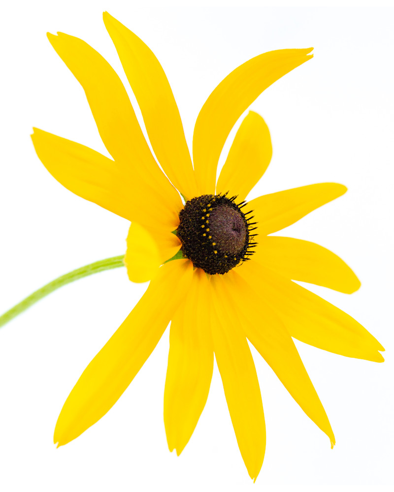 Sunny (Size Option 2)