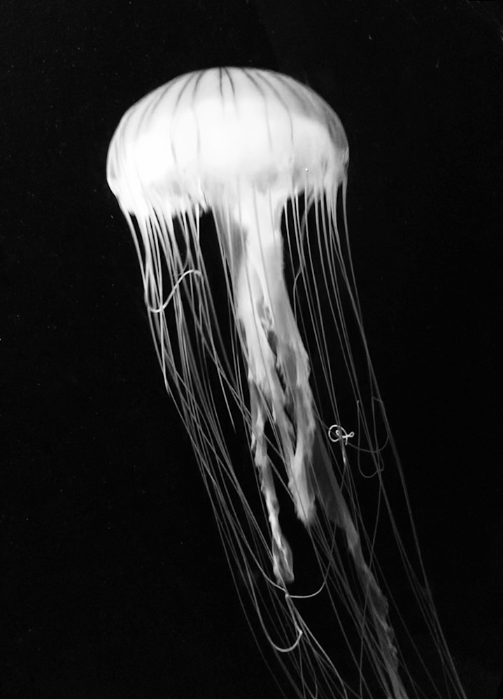 Jellyfish In Black & White Art | Lisa Rollison Imagery