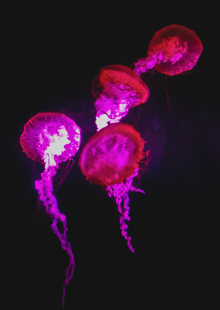 Pink Jellyfish Art | Lisa Rollison Imagery