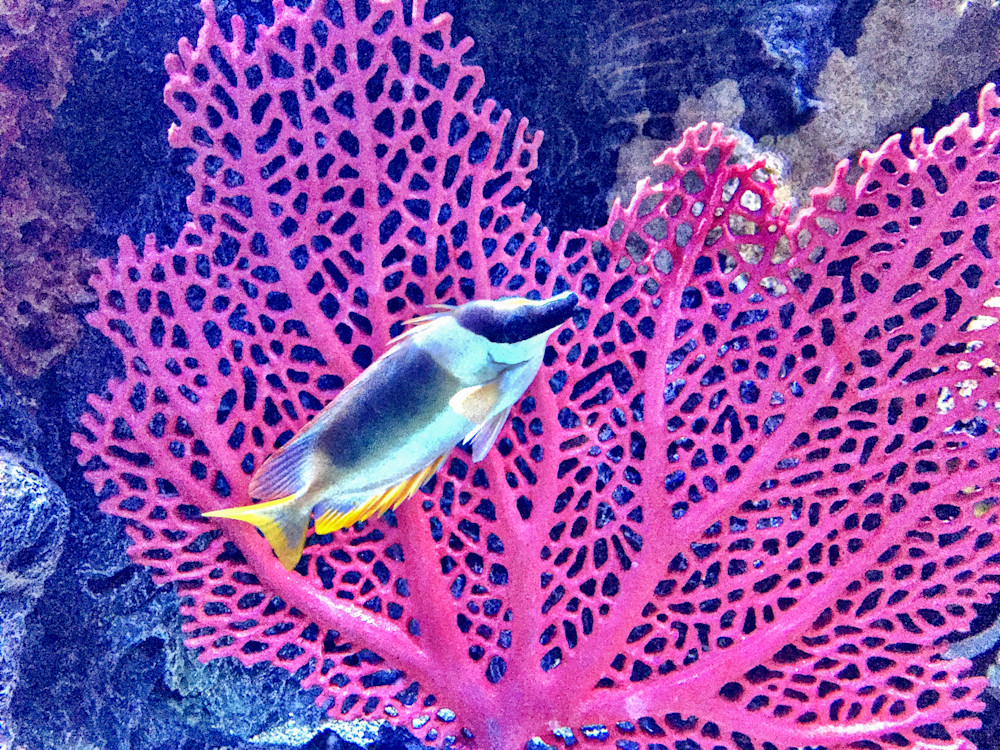 Fish & Coral Art | Lisa Rollison Imagery