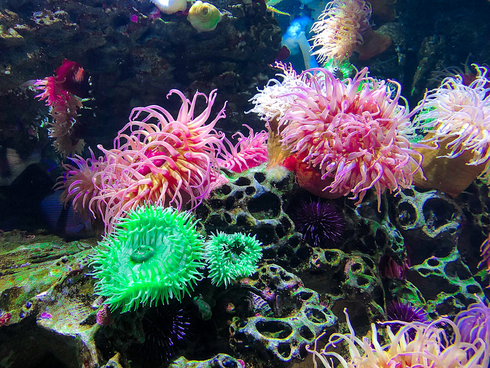 Sea Life 3 Art | Lisa Rollison Imagery