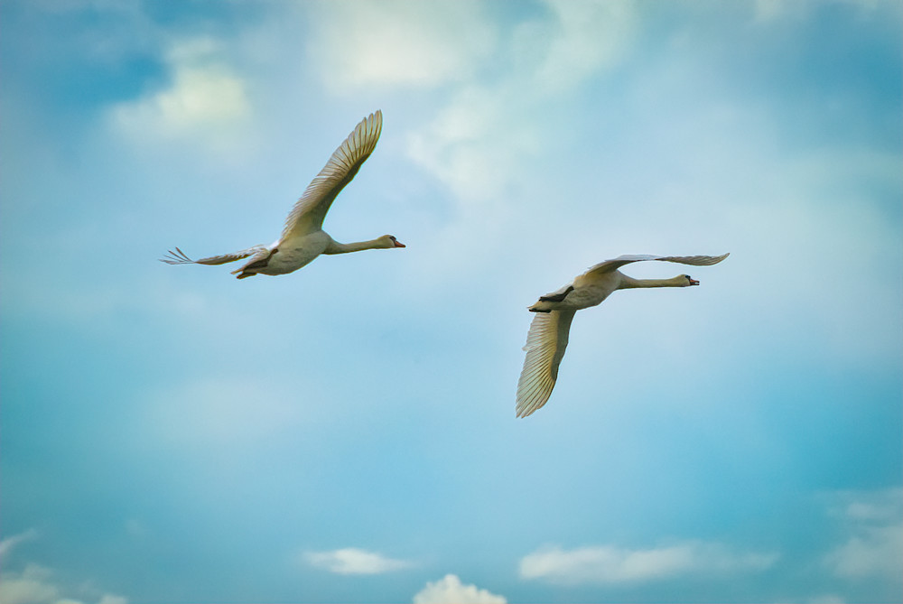 Swan Pair Aloft - Morning