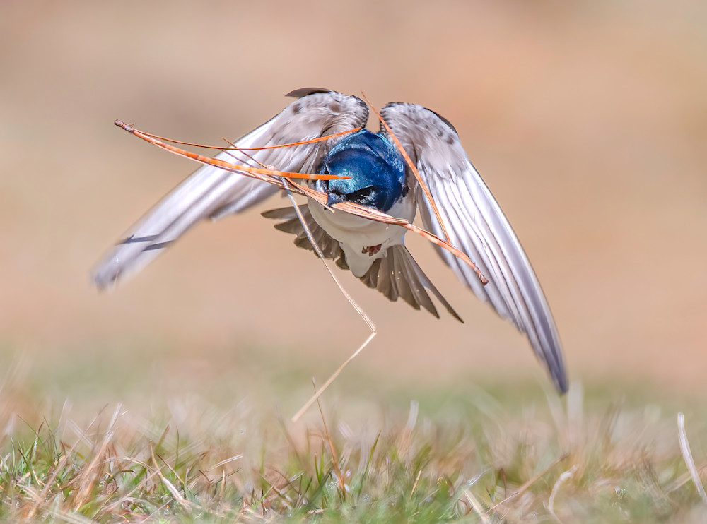 Tree Swallow In Flight Art | Sarah E. Devlin Photography