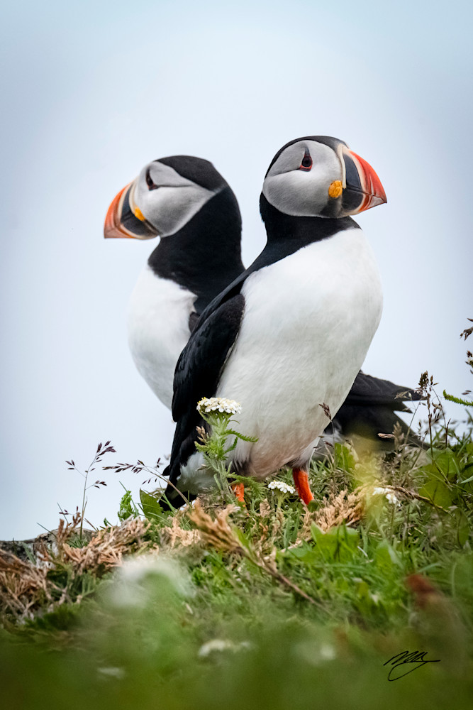 Pair Of Puffins Photography Art | marcyephotography