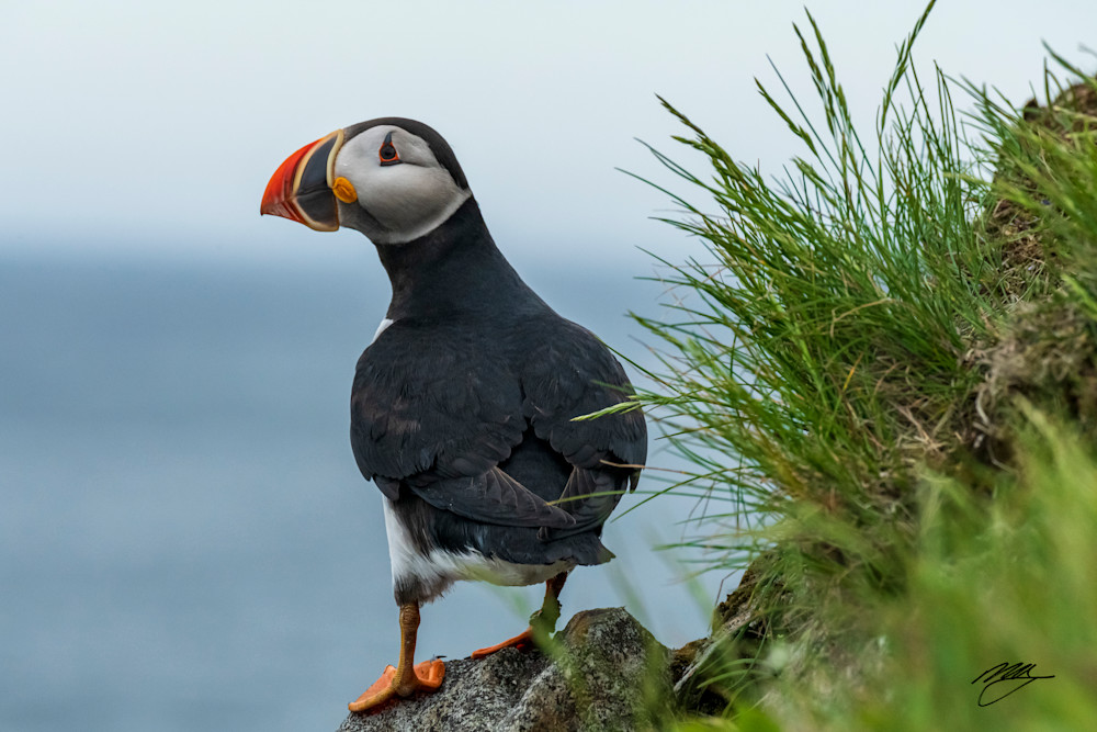 Curious Puffin Photography Art | marcyephotography