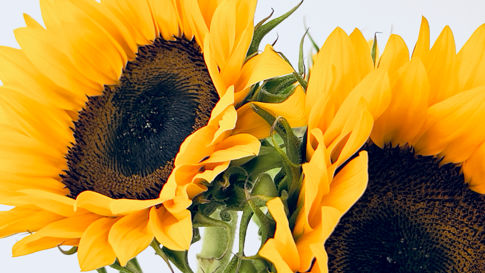 Brighten up your home with these cheery sunflower prints