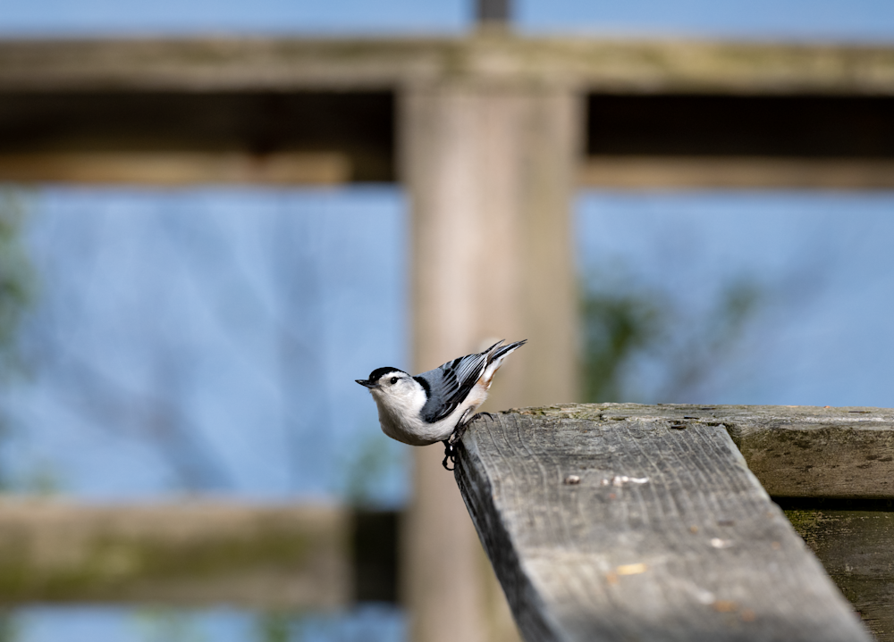 Curious Nuthatcher  Photography Art | Mike Bowen Photography