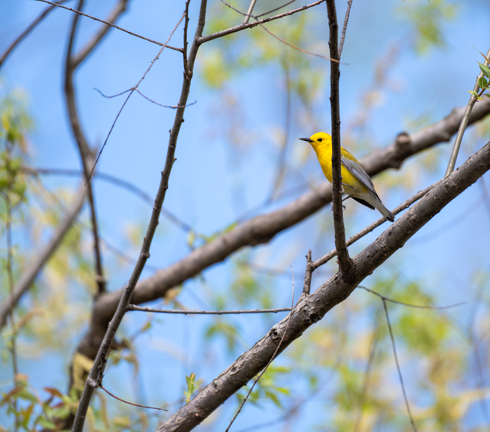Prothonotary Warbler Photography Art | Mike Bowen Photography