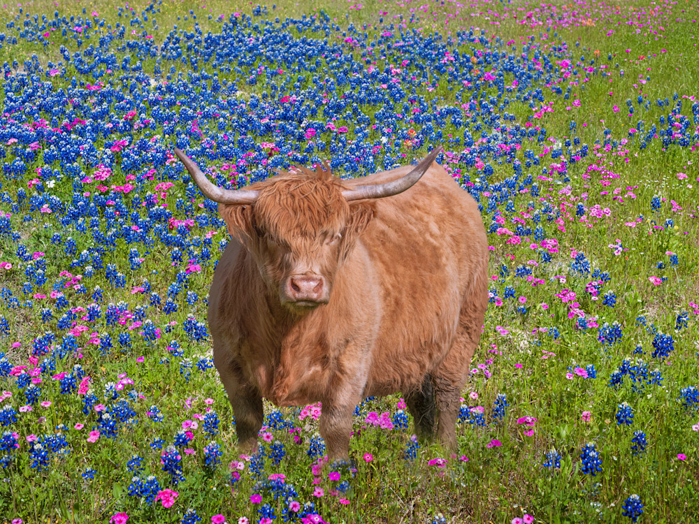 Highland Cow In Bluebonnets Photography Art | Monty Orr Photography