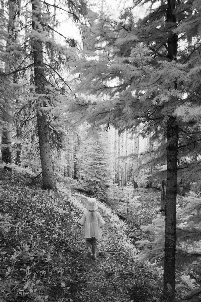 Through The Forest Photography Art | RBlaser Photos
