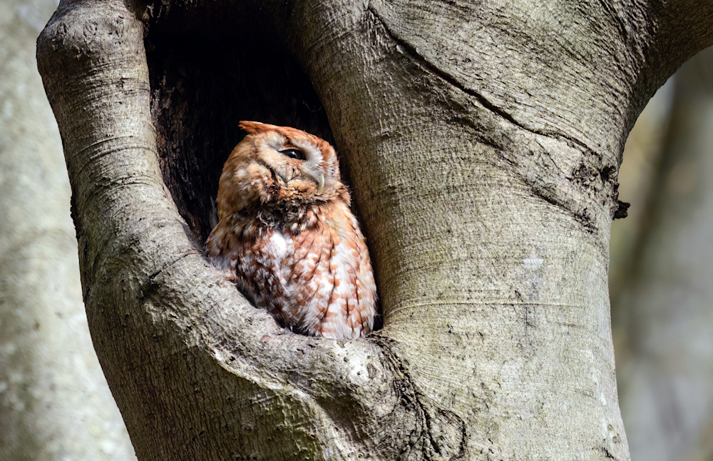 Screech Owl In Peaceful Perch