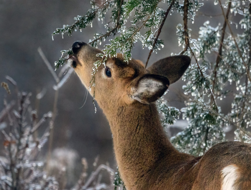 White Tailed Doe   Nibbling Icy Conifer Photography Art | D. Noel Imagery