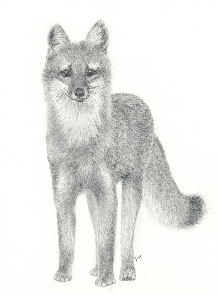Gray Fox  Photography Art | Nature's Art Productions 