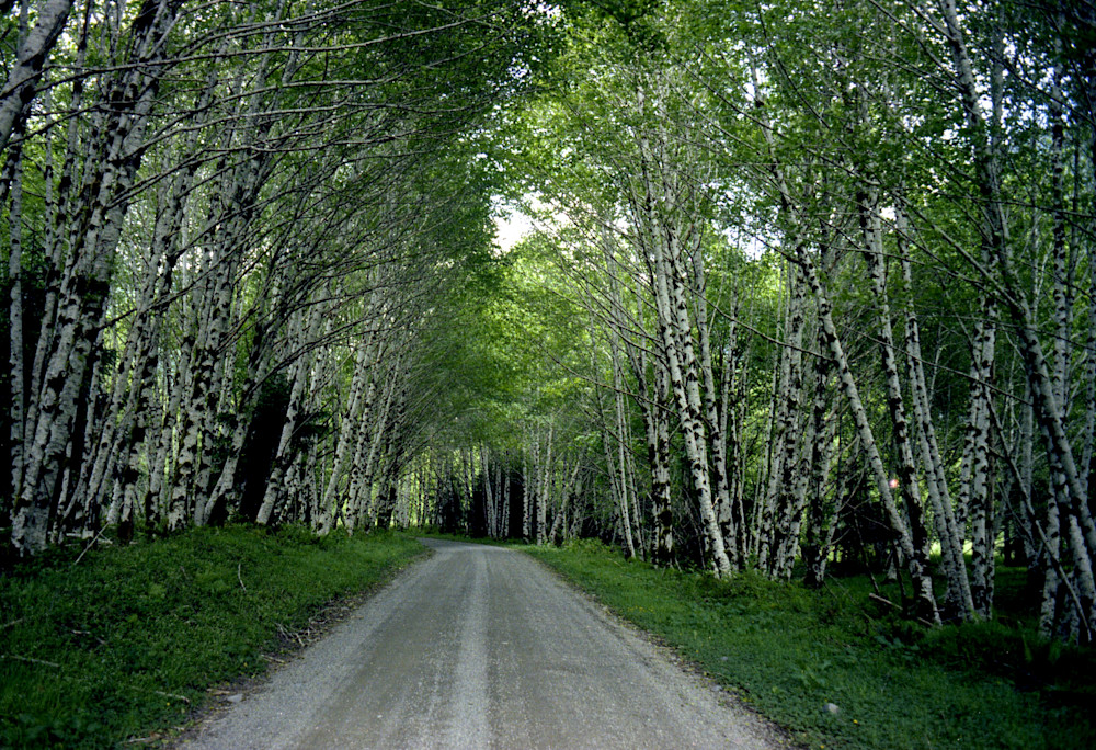 Tree-lined Road
