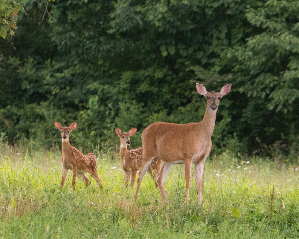 Two Fawns With Mama Photography Art | Jim Rendos Photography