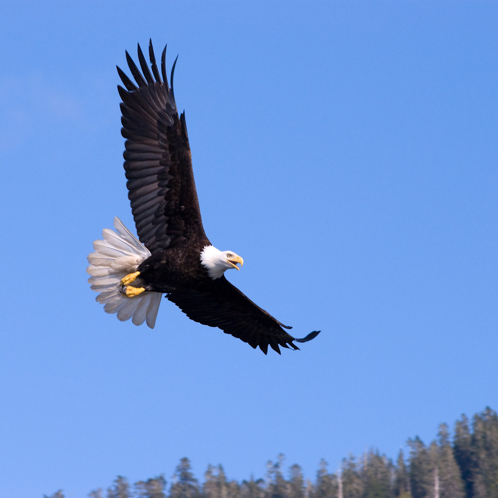 Bald Eagle In Flight Photography Art | Jim Rendos Photography