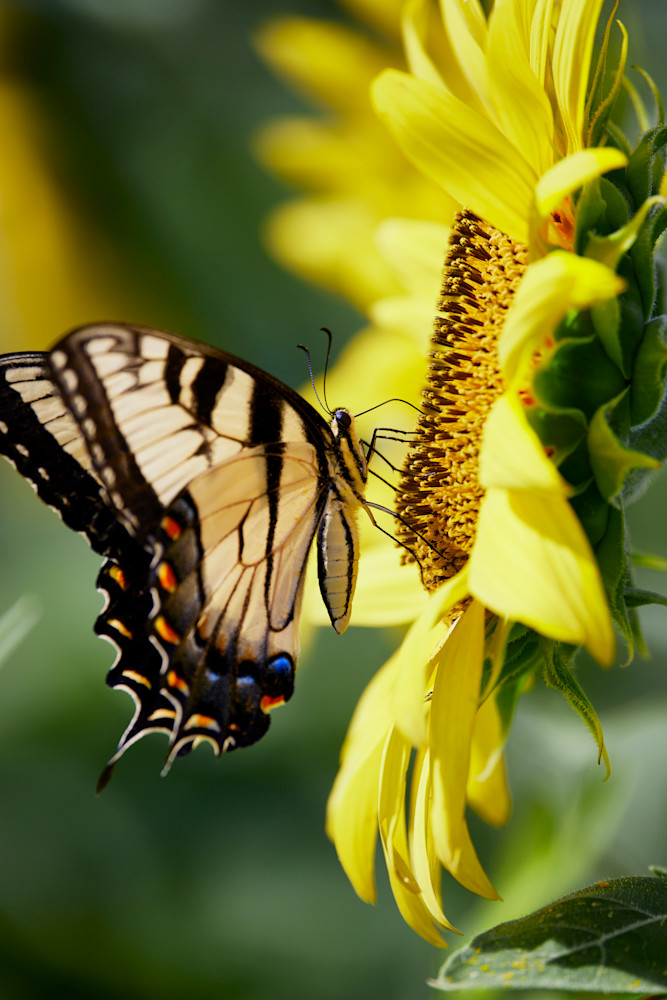 John E. Kelly Fine Art Photography – Butterfly Sunflower - Land and Sky