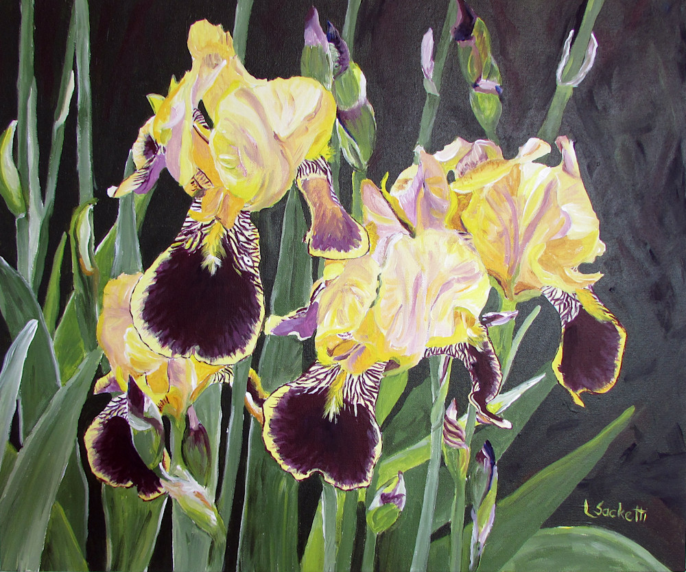 Bearded Ladies.  Original art of bearded iris flowers by Linda Sacketti.  Fine Art prints and merchandise are available for purchase.