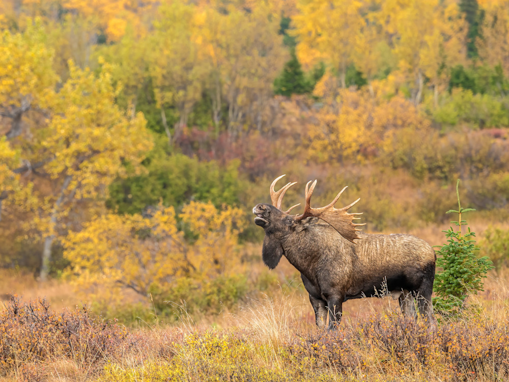 Call Of The Moose Photography Art | Jennifer Hadley Photography