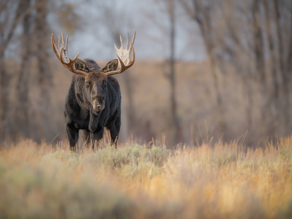 Season Of The Moose Photography Art | Jennifer Hadley Photography