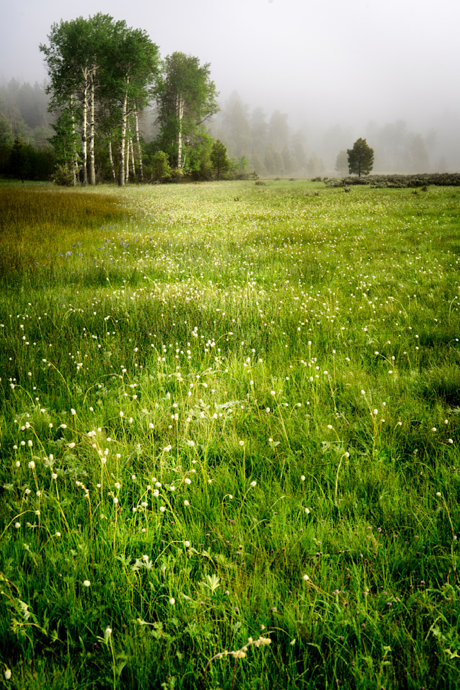 Spring Meadow Photography Art | TheSpiritographer