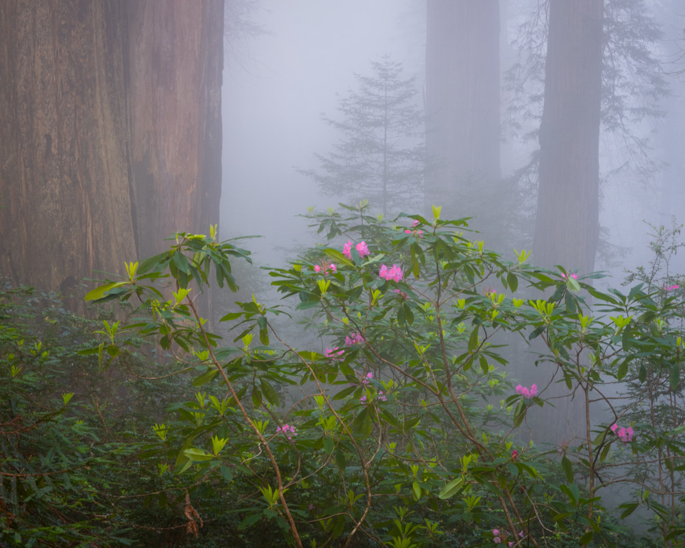 Oregon Coast 17 Photography Art | Mario Cornacchione