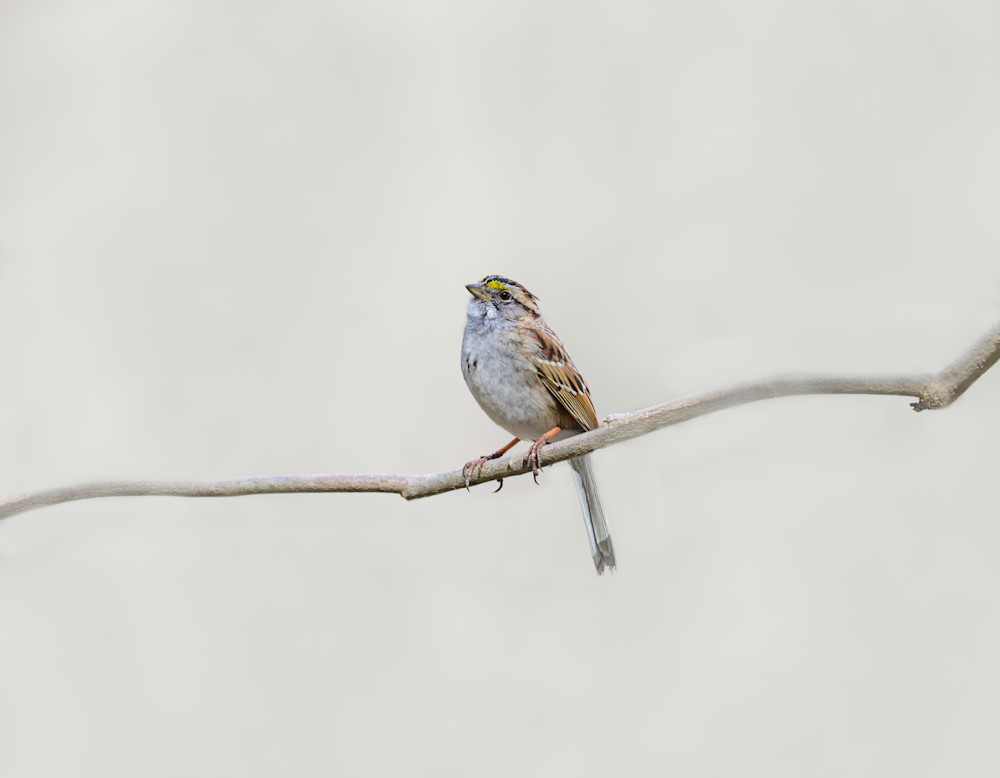 White-throated Sparrow Serenity