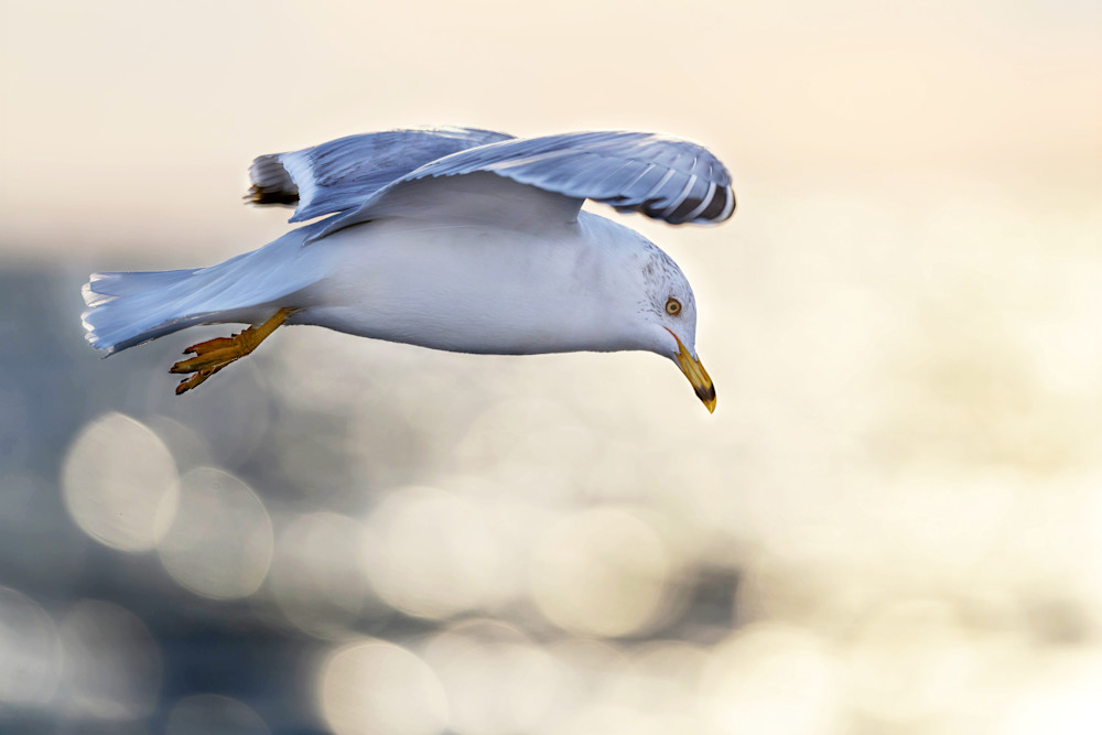Ring-billed Gull Rise Above