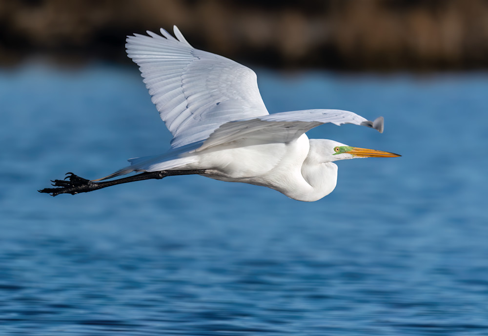 Great Egret Early Morning Flyby