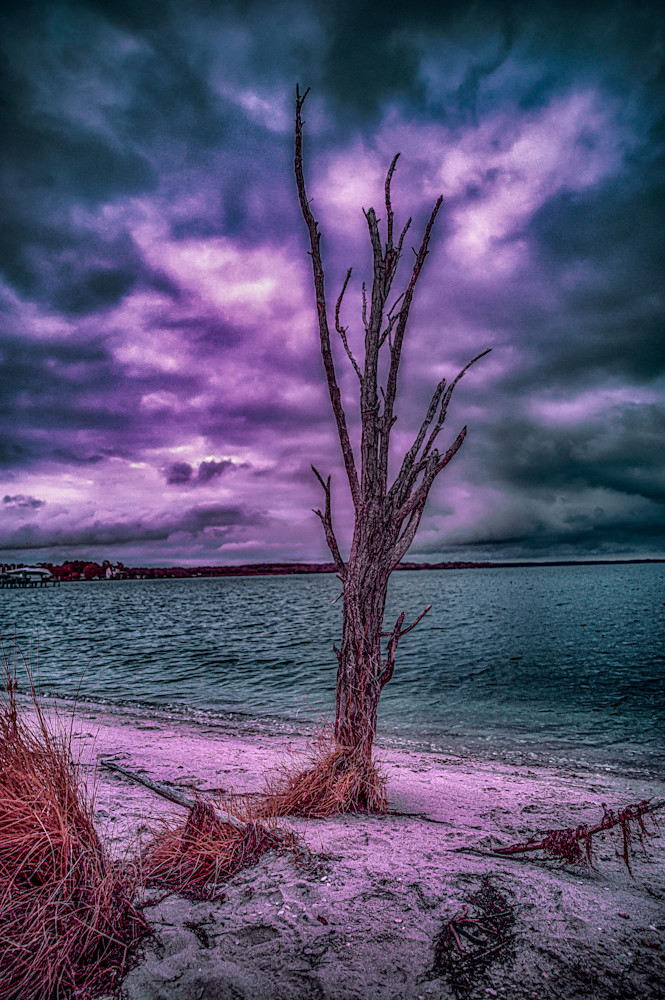 Colorful Dead Beach Tree