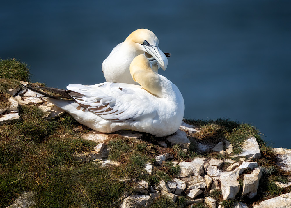 Gannet Greetings | Birds Collection | CBParkerPhoto Art