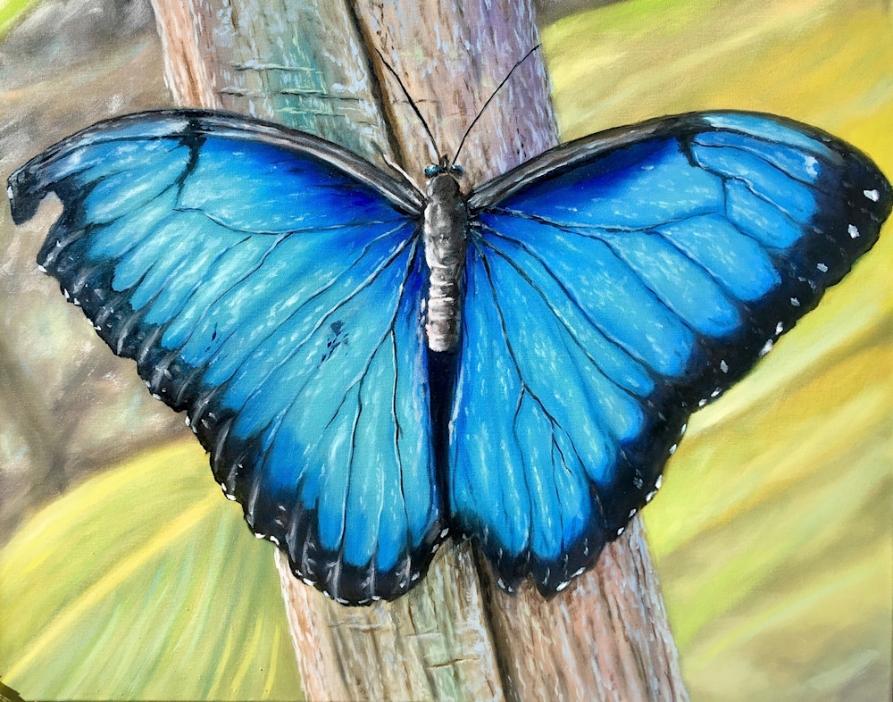 The Blue Morpho Butterfly Original Oil Painting By Sunscapes Art Joseph Cantin