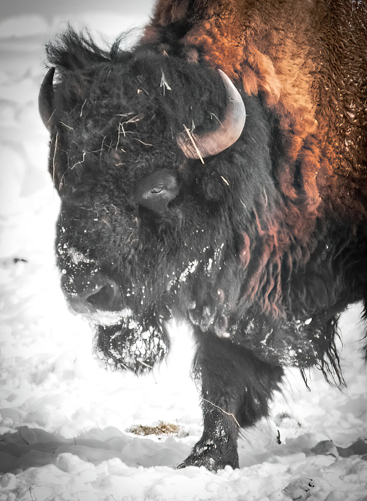 North American Bison Photography Art | matthewryanphoto