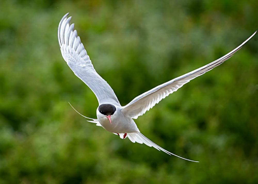 Arctic Tern in Flight #1 | Birds Collection | CBParkerPhoto Art