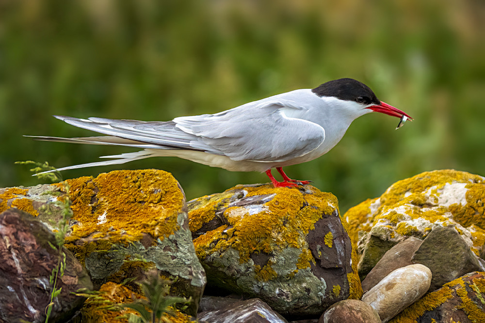 Arctic Tern with Sand Eel | Birds Collection | CBParkerPhoto Art