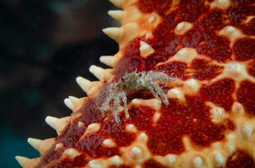 Macro cuteness crab on sea star