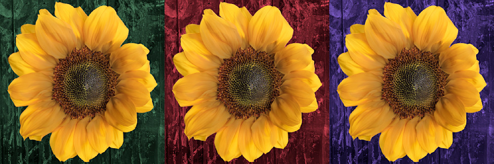 Sunflower Triad Photography Art | RobertRedstone